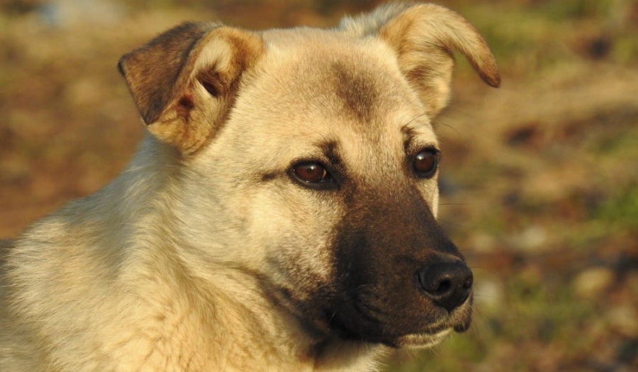 Los mejores especialistas en Terapia Asistida con Animales