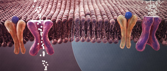 Neuropatías diabéticas