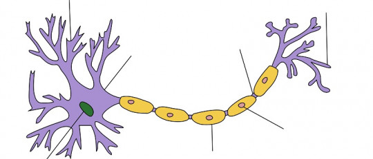 Neuronas en espejo: la construcción y comprensión de la civilización