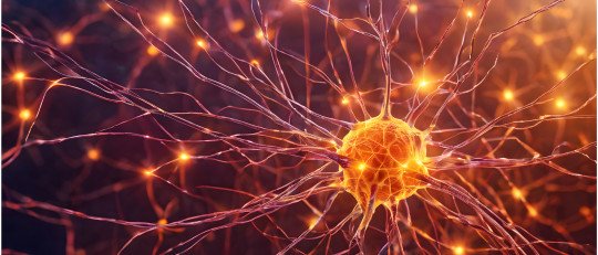 Tu cerebro tiene un turno de limpieza nocturno