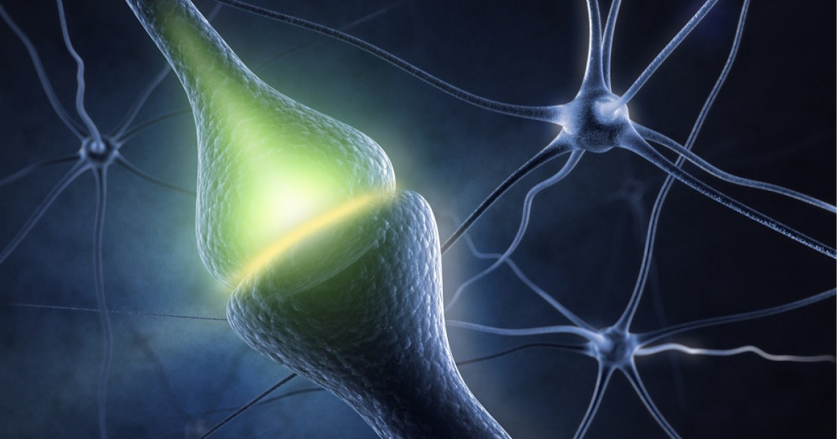 Taurina efectos de este neurotransmisor en nuestro cuerpo