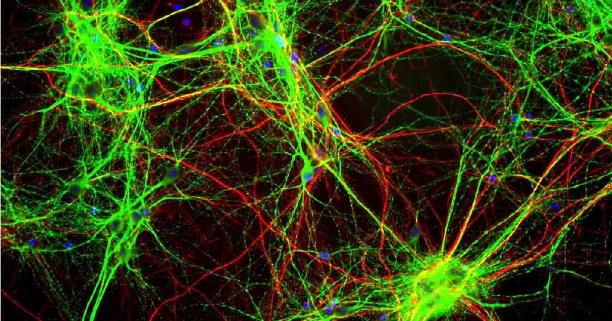 Anandamida: ¿cómo funciona este neurotransmisor?