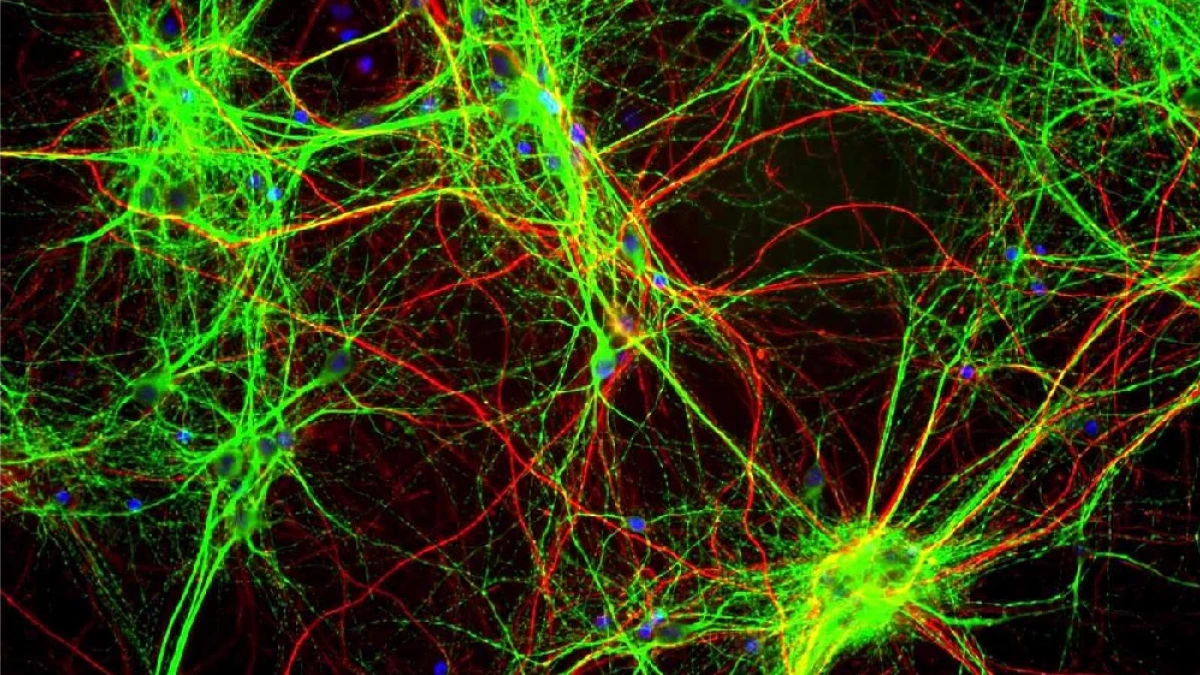 Anandamida: ¿cómo funciona este neurotransmisor?