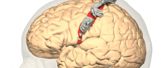 Corteza-somatosensorial