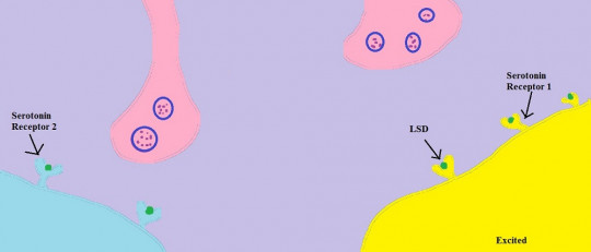 Receptor metabotrópico