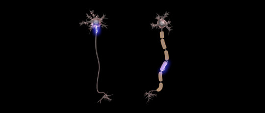 Partes de la neurona