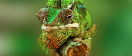 Preguntas de biología