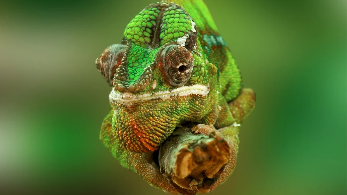 46 preguntas de Biología (y sus respuestas)