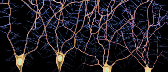 Vía aferente y vía eferente: los tipos de fibras nerviosas