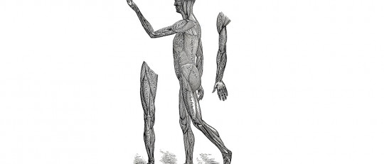 Diferencias entre fisiología y psicología