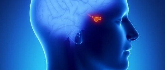 Hormona adrenocorticotropa