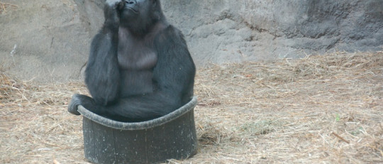 Los 10 principios básicos del Evolucionismo