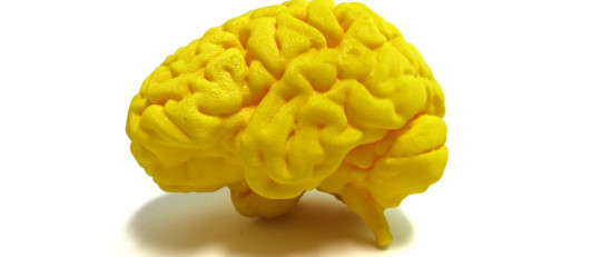 Áreas del cerebro asociadas al lenguaje