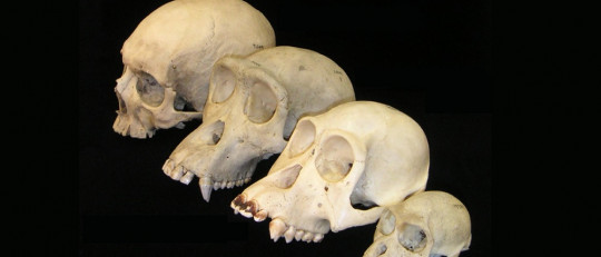 Evolución del cerebro humano