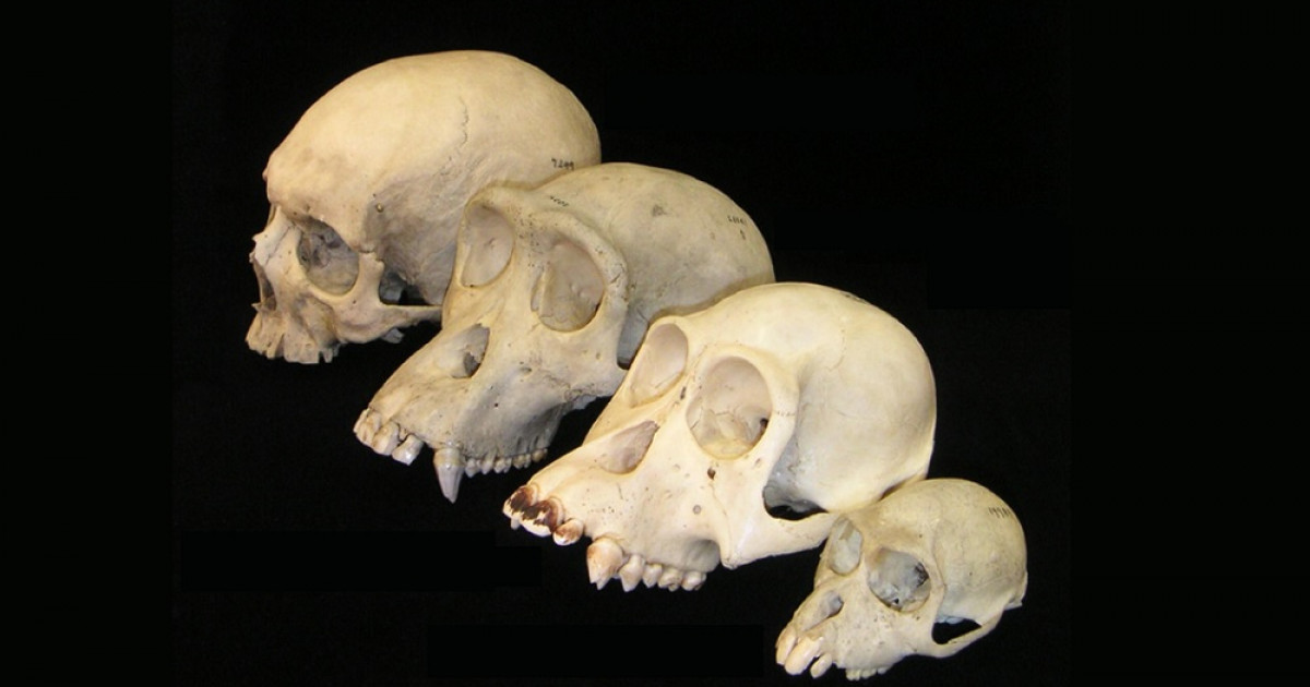 La evolución del cerebro humano: así se desarrolló en nuestros ancestros