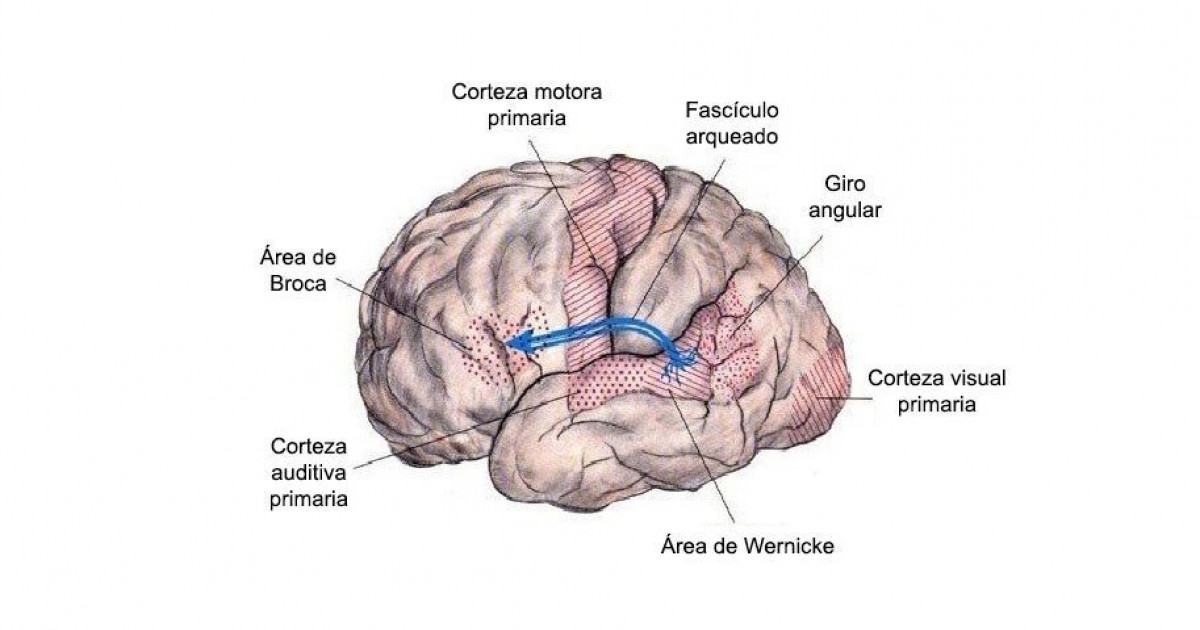 fascículo longitudinal superior