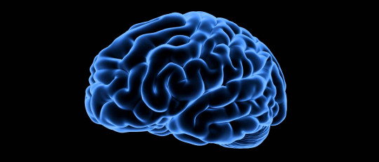 Glutamato (neurotransmisor): definición y funciones