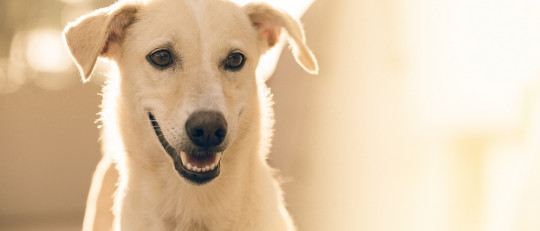 Efecto placebo en animales