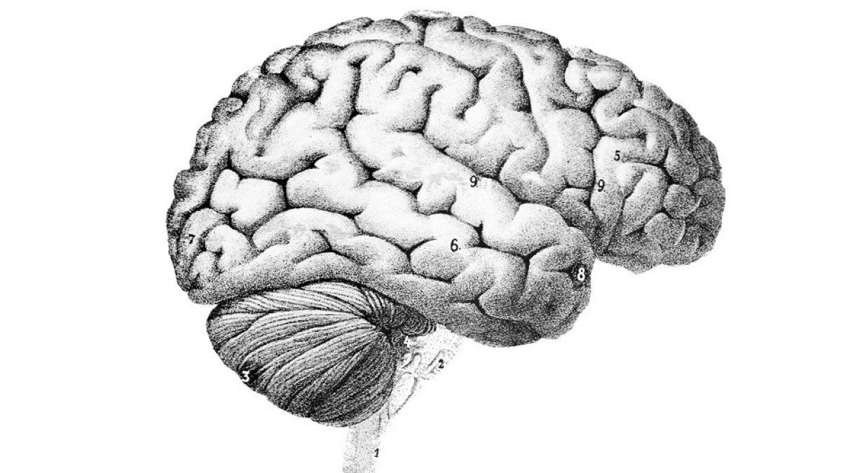 dibujos faciles del cerebro