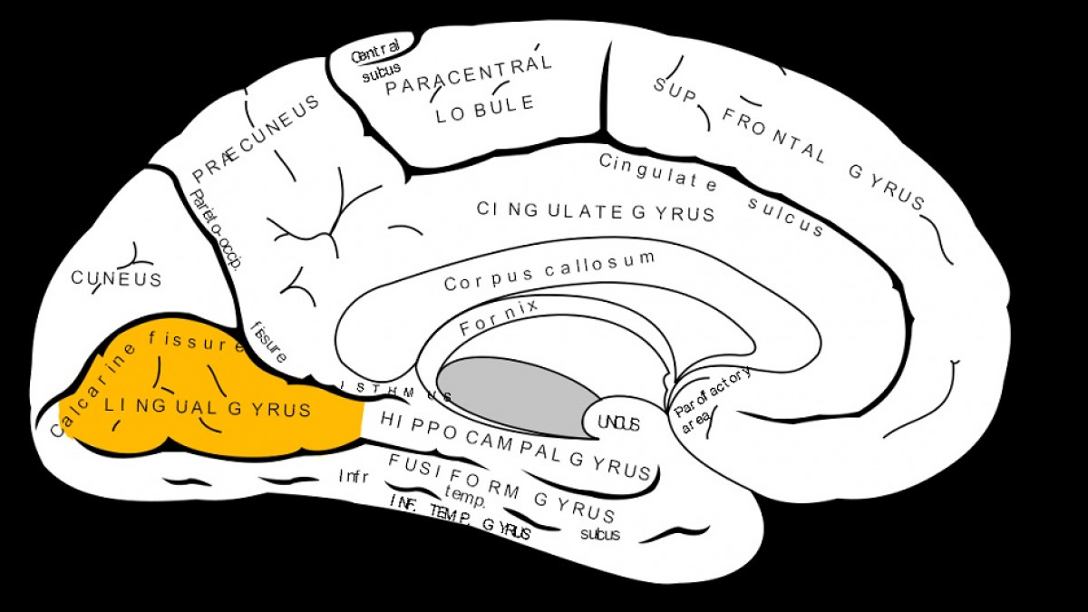 Diagrama Do Corpusculo Paciniano