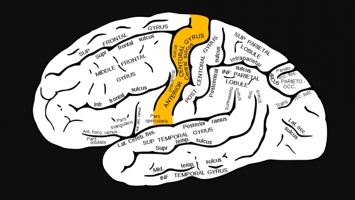 Día del Maestro Admitir Acostumbrar Áreas del cerebro especializadas en el lenguaje: su ubicación y funciones