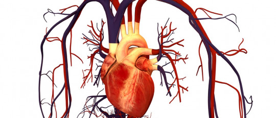 Tipos de enfermedades cardiovasculares