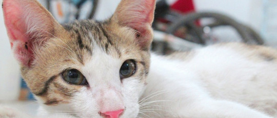 Gatoterapia, descubre los efectos beneficiosos de vivir con un gato