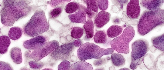 Mycoplasma genitalium