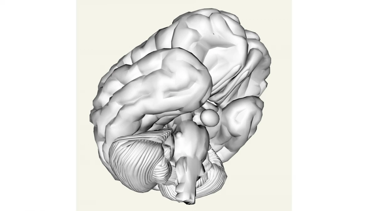 el estrés crónico y el cerebro