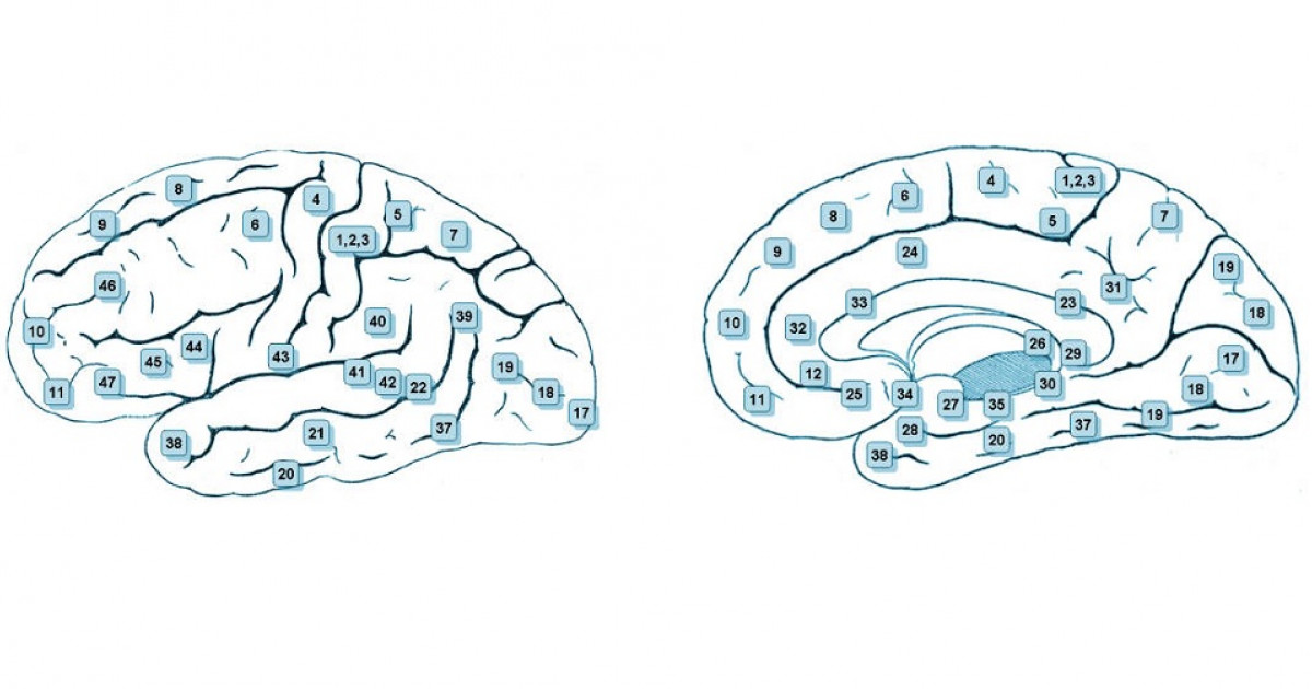 Поли мозга. Поля коры головного мозга по Бродману. Карта мозга Бродмана. Головной мозг поля Бродмана. Локализация функций в коре головного мозга по Бродману.