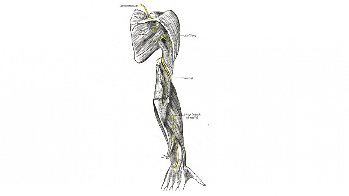 anatomía del nervio radial