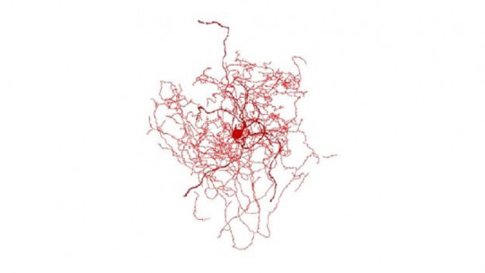 Neuronas escaramujo