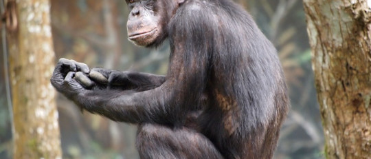 Inteligencia animal: las teorías de Thorndike y Köhler