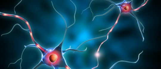 Tipos de neuronas: características y funciones
