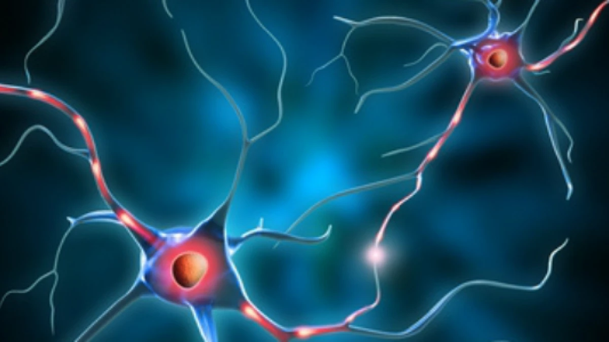 García-Allen, J. (2016, junio 29). Tipos de neuronas: características y funciones. pymOrganization. 
Fuente:https://psicologi