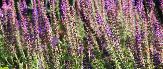 Propiedades de la salvia