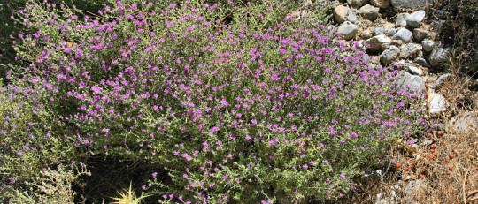 Infusión de tomillo