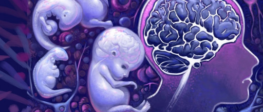 Desarrollo cerebral del feto y aborto: una perspectiva neurocientífica