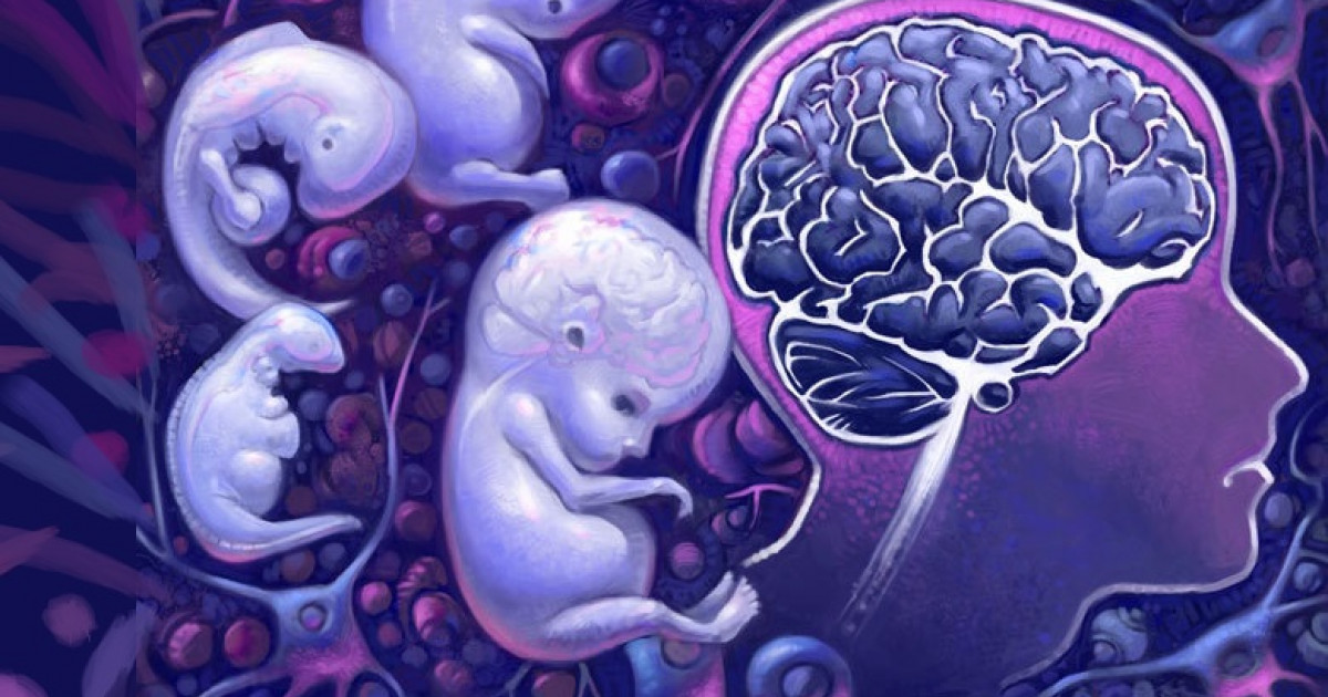 Desarrollo Cerebral Del Feto Y Aborto Visión Neurocientífica