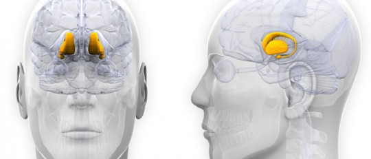 Hipotálamo: definición, características y funciones