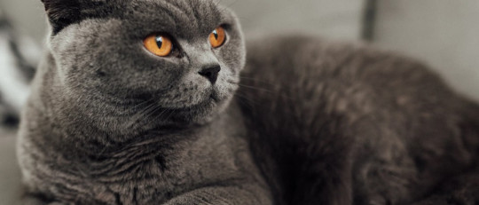 Significado del color gris.