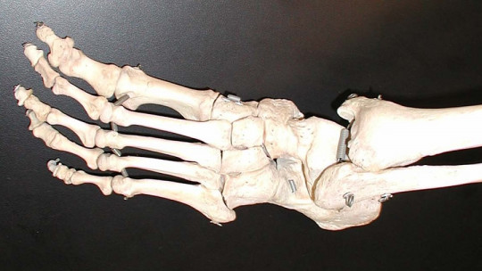 Cuántos huesos tiene el pie humano