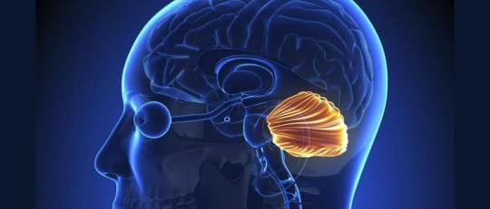 Cerebelo humano: sus partes y funciones