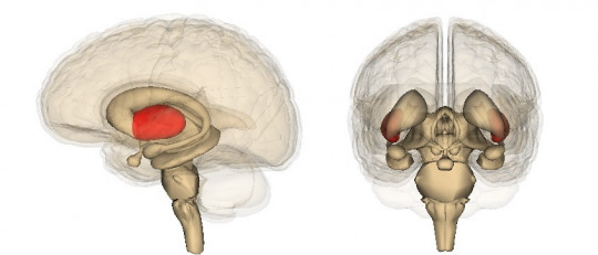Tálamo: anatomía, estructuras y funciones