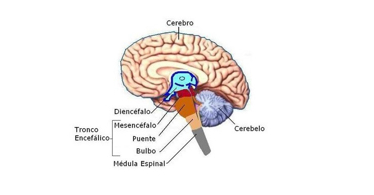 partes del tronco encefálico