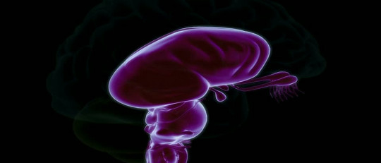 Tronco del encéfalo: funciones y estructuras