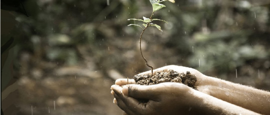 Inteligencia naturalista: ¿qué es y para qué sirve?