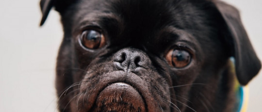 Cómo eliminar las pulgas de mi perro