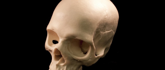Cráneo humano