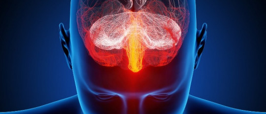 ¿Qué hace tan especial al cerebro humano?